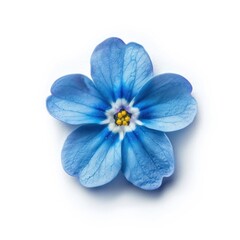 Obraz premium Vibrant blue flower macro