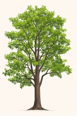 Obraz premium Elm Tree tree sycamore plant.