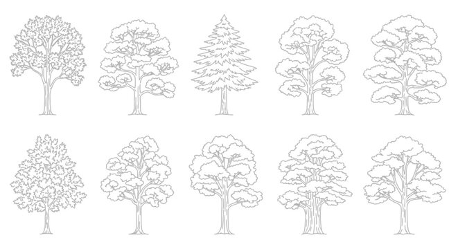 Collection of ten different types of trees, depicted in a black and white line drawing style, showcasing varied foliage and trunk structures.