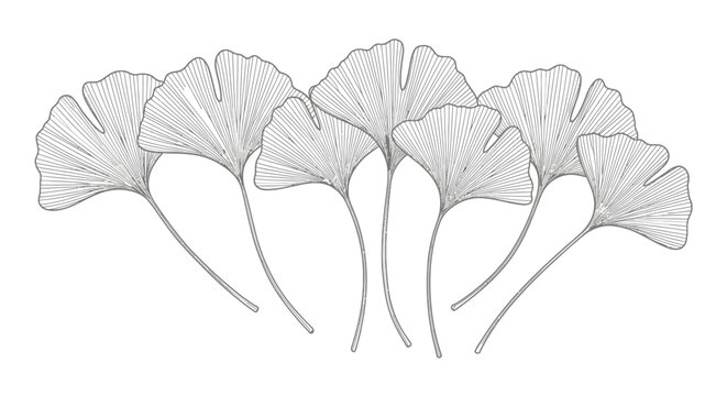A delicate line drawing of seven Ginkgo Biloba leaves fanned out against a white background.
