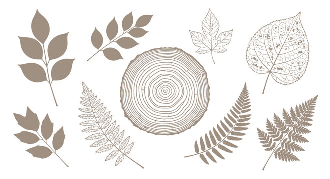 A collection of detailed illustrations of various leaves and a tree ring cross-section, rendered in a neutral brown tone.
