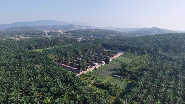 Drone View Over Ulu Choh Palm Oil Plantation Estate