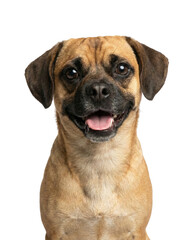 Obraz premium Happy Puggle dog portrait with open mouth and tongue out on white background