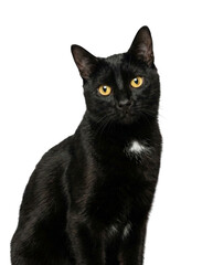 Black cat with yellow eyes and white chest spot looking at camera on white background