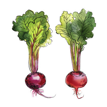 Watercolor Beetroot Set with Leaves &ndash; Hand Drawn Botanical Illustration Isolated on White