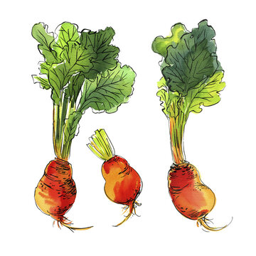 Watercolor Beetroot Set with Leaves &ndash; Hand Drawn Botanical Illustration Isolated on White