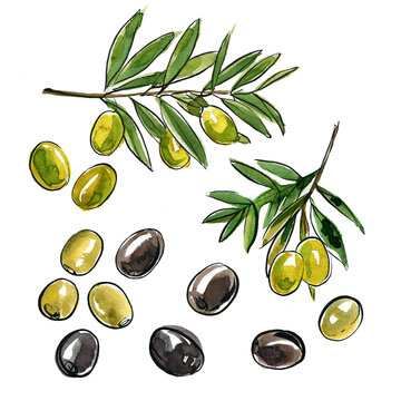 Watercolor and Ink Olive Branch with Green and Black Olives