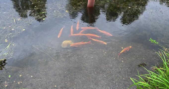 Golden Orfe (leuciscus idus) swimming in shallow, calm old Porla fish farm pond in summer, Lohja, Finland, Europe.