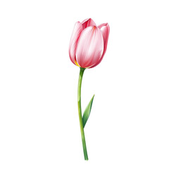 Fototapeta premium A pink tulip standing alone on transparent background with green stem and leaves