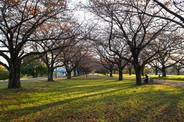 秋の公園