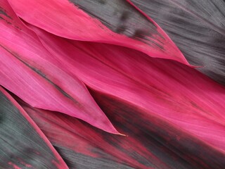 Close-up of vibrant pink and dark green cordyline fruticosa (Ti plant) leaves Pattern. Perfect for tropical backgrounds, botanical themes, and nature-inspired designs
