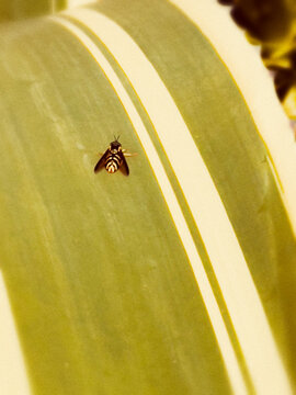 insect on yellow flower 