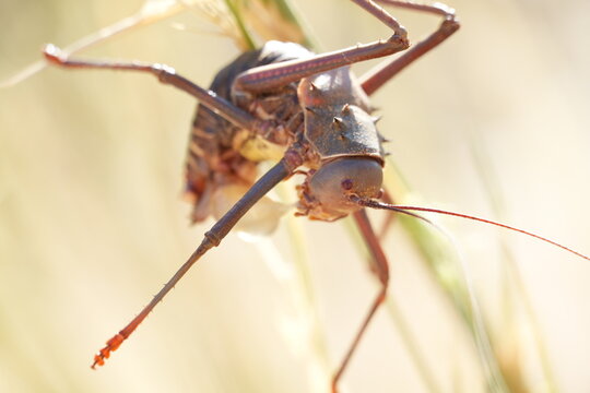 primer plano de un insecto 