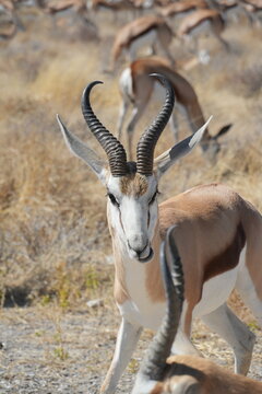 primer plano de una gacela en africa