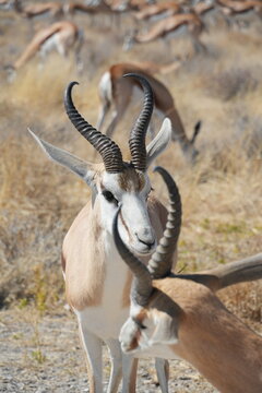 Gacelas en Namibia.