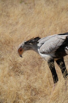Pajaro secretaria cazando en Africa