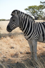 Primer plano de una cebra en Africa © Mikel