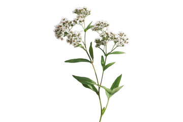 Delicate white flower cluster on a stem isolated on transparent background. Valerian flower isolated on a white background.