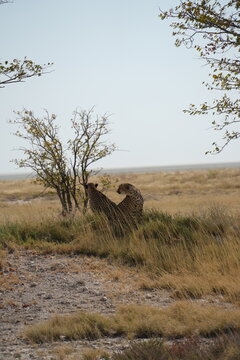 pareja de guepardos descansando en Namibia