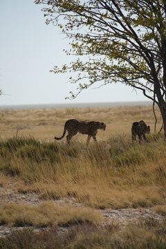 Pareja de guepardos en namibia