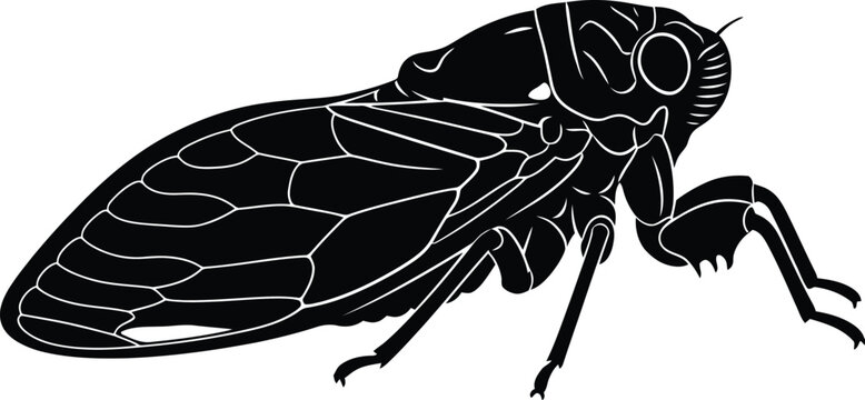Detailed outline of a leafhopper insect shows complex wing venation.