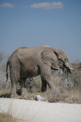 Fototapeta premium elefante alimentanose al lado de un camino