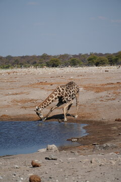 Girafa bebiendo en Botswana