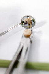 Extracted tooth held in forceps reflected in dental mirror.