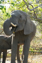 Fototapeta premium Elefante alimentandose al lado de su cria