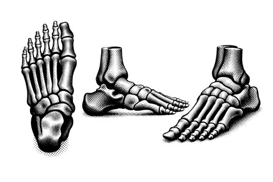 Skeleton anatomy object a human foot skeleton with ankle bones shown in top view side view and three-quarter view focusing on arch and bone