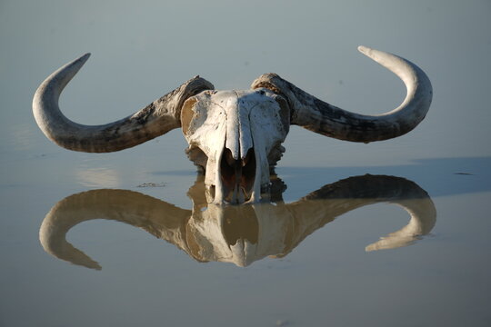 primer plano de la calavera de un bufalo en el agua