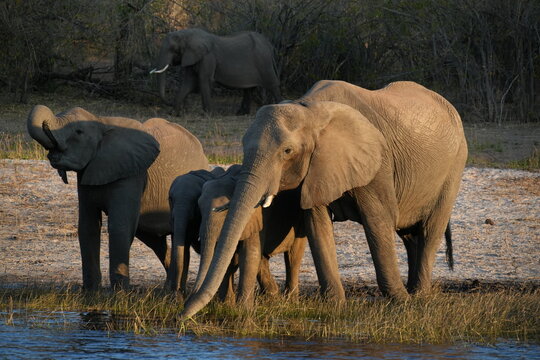 Manda de elfantes bebiendo al atardecer