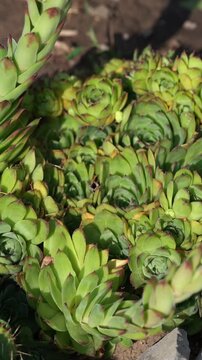 Succulents, rock rose. Rosette of leaves Aeonium arboreum with selective focus and soft sunlight, Green tree houseleek or Irish rose is a succulent, Subtropical subshrub in the flowering plant family 