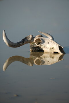 calavera de bufalo con su reflejo en el agua.