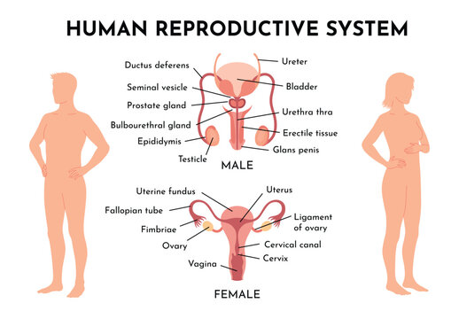 Human Reproductive System Vector Illustration Diagram, Male and Female. Medicine educational information