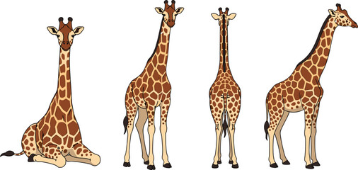 Giraffe Vector Illustration Set with Sitting, Standing, Front and Side View Poses Featuring Detailed Safari Wildlife Animal Design © Shahanaj