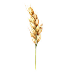 Illustration of golden wheat stalk on black background. Detailed watercolor style
