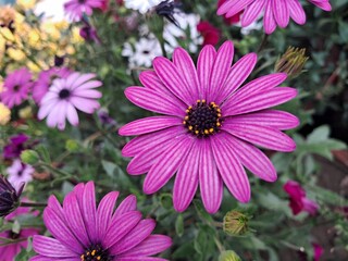 Obraz premium Pink African Daisies Flower Blooming on Green Leaves Background