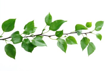 Obraz premium Green leaves branches leaf background plant.
