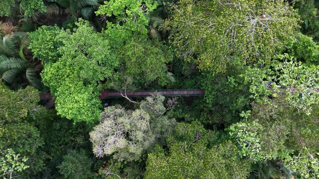 Drone View Labuh Banting Mangrove Boardwalk Through Canopy