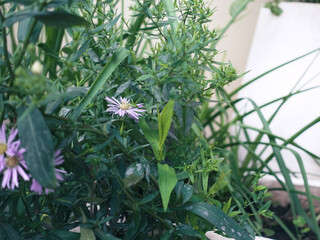 The mauve asters show off lush, healthy leaves while delicate purple blooms rise above them, adding a soft and uplifting elegance to our home garden. © Gwladys