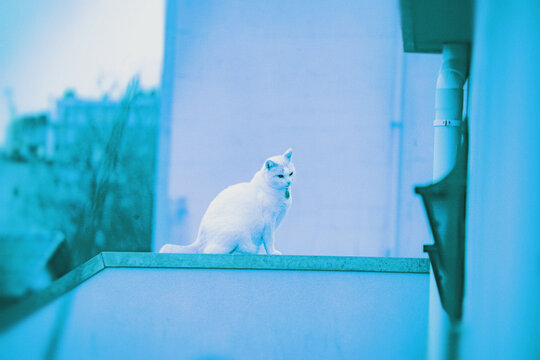 white cat on the roof