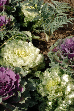 Zierkohl,  Brassica oleracea var. acephala