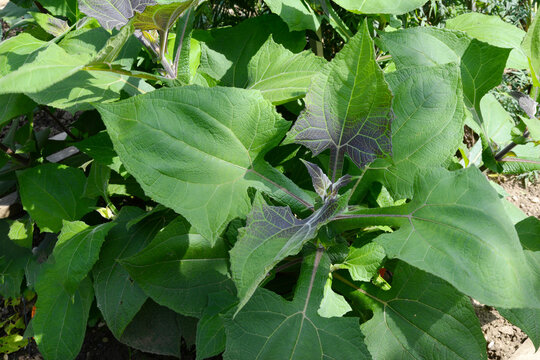 Yac&oacute;n, Smallanthus sonchifolius