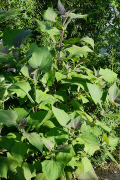 Yac&oacute;n, Smallanthus sonchifolius