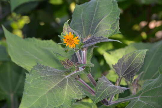 Yac&oacute;n, Smallanthus sonchifolius