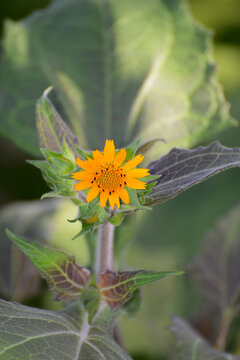 Yac&oacute;n, Smallanthus sonchifolius