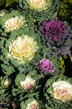 Zierkohl,  Brassica oleracea var. acephala