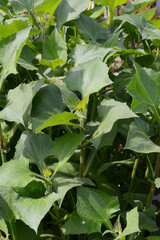 Yac&oacute;n, Smallanthus sonchifolius