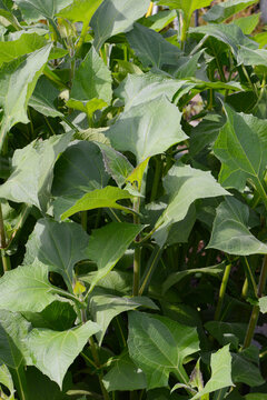 Yac&oacute;n, Smallanthus sonchifolius